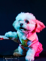 littleredbook-islaycollection-petdog.png