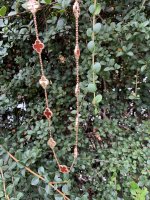 E500BDB8-ECCA-477F-B3BC-C42CCDEBA5F3.jpeg