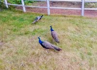 3 peacocks.jpg