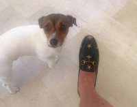 Gucci Loafers.jpg