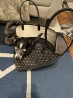 GOYARD/ Goya Chien Gris dog tooth detachable collar canvas split leather  handbag pet bag