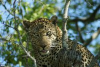 Leopard.jpg