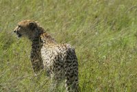 Gepard.jpg