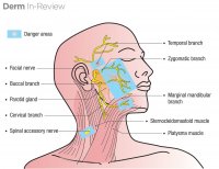 jaw anatomy.jpg