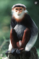 Red-ShankedDoucLangur.png
