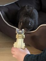 HoneyBunny_LegoBunny.JPG HoneyBunny_LegoBunny.JPG