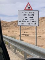 3 beware of camels.jpg