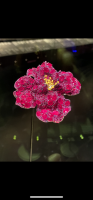 E7AC0E4E-9A32-46E5-963C-6B9C03770992.png