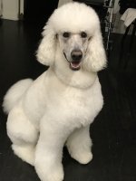 Sasha - 1.jpeg