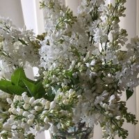 lilacs-3.jpg