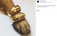 TSC R bangles + man's best friend .jpg