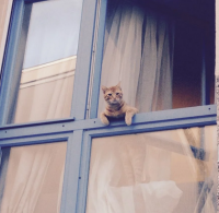waiting-at-window-cat-–-Google-Suche.png