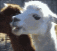 giphy-downsized.gif