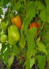 FIRST TOMATO.jpg