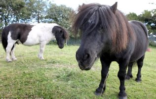 2012  Cruachan III and Islay in retirement 01.jpg