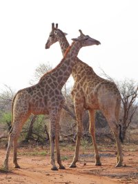 Giraffes-Necks2.JPG