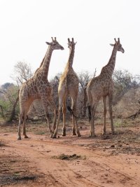 Giraffes-Trio.jpg