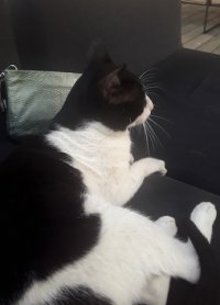 Mr. Tux.jpg