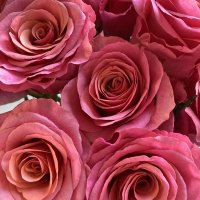 pink roses - 2.jpg
