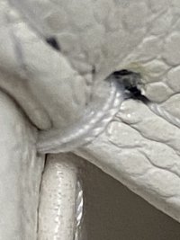 C250D085-FB4D-42EA-8560-E4B98BF6CF77.jpeg