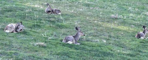 IMG_0445.jpeg