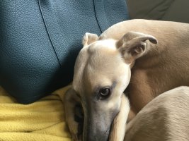 IMG_2519.jpeg