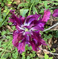 tulip.jpg