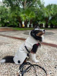 IMG_0223.jpeg