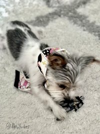 IMG_2082.jpeg