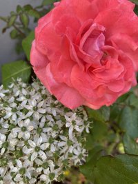 IMG_7323.jpeg