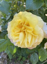 IMG_7319.jpeg