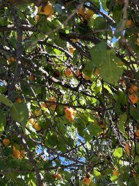 IMG_1205.jpeg