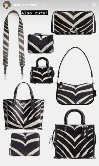 zebra.jpg