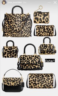 leopard.jpg