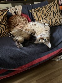 IMG_0962.jpeg