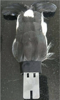 Feathers front.png