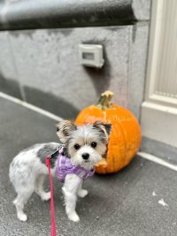IMG_0069.jpeg