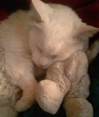 teddy 3.jpg