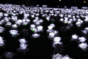 IMG_2539.jpeg