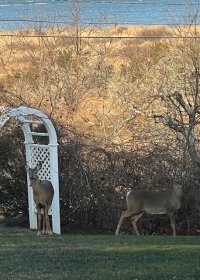 Deer!.jpg
