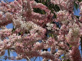 IMG_0126.jpeg