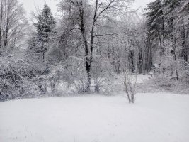 IMG_20240404_074901381.jpg