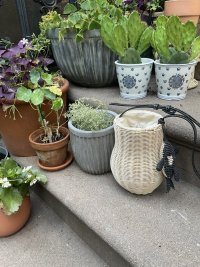 IMG_8443.jpeg
