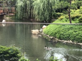 IMG_1319.jpeg