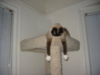clyde2.jpg
