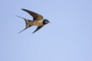 Swallow-in-flight-GettyImages-528700642-edb7b99-scaled.jpg