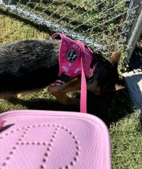 IMG_2090.jpeg