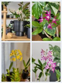 Aroids and orchids 1.jpg