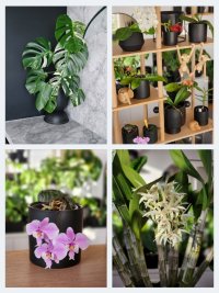 Aroids and orchids 2.jpg