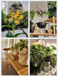 Aroids and orchids 3.jpg